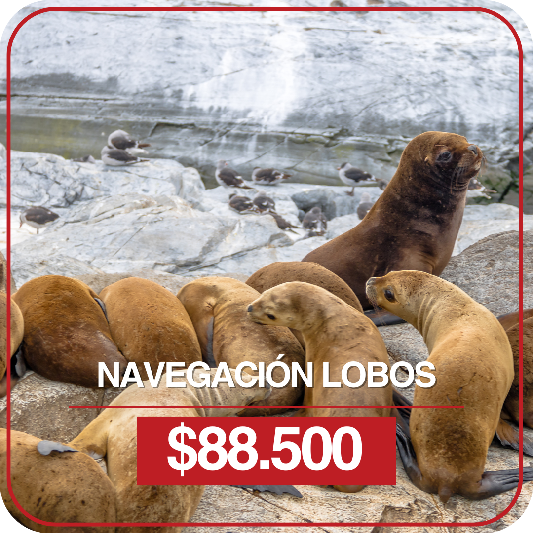 Navegación Lobos Navegación Lobos